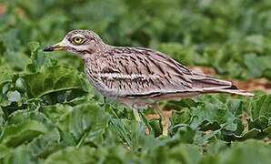 Eurasian Stone-curlew