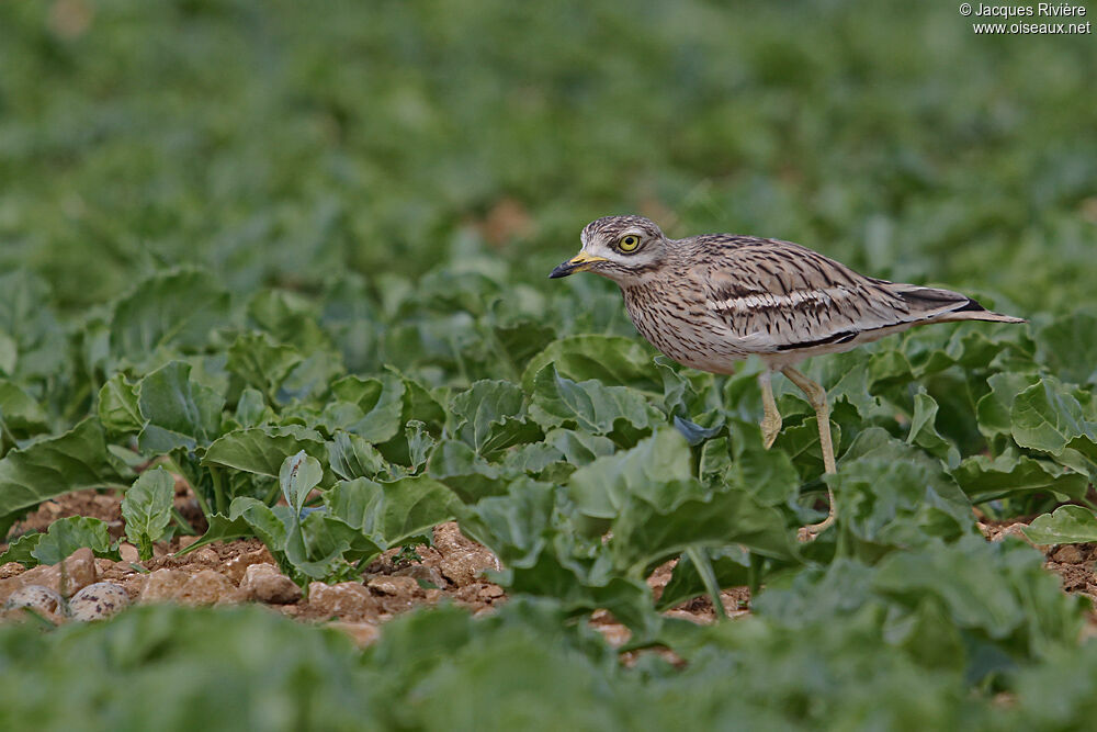 Eurasian Stone-curlewadult breeding