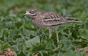 Eurasian Stone-curlew