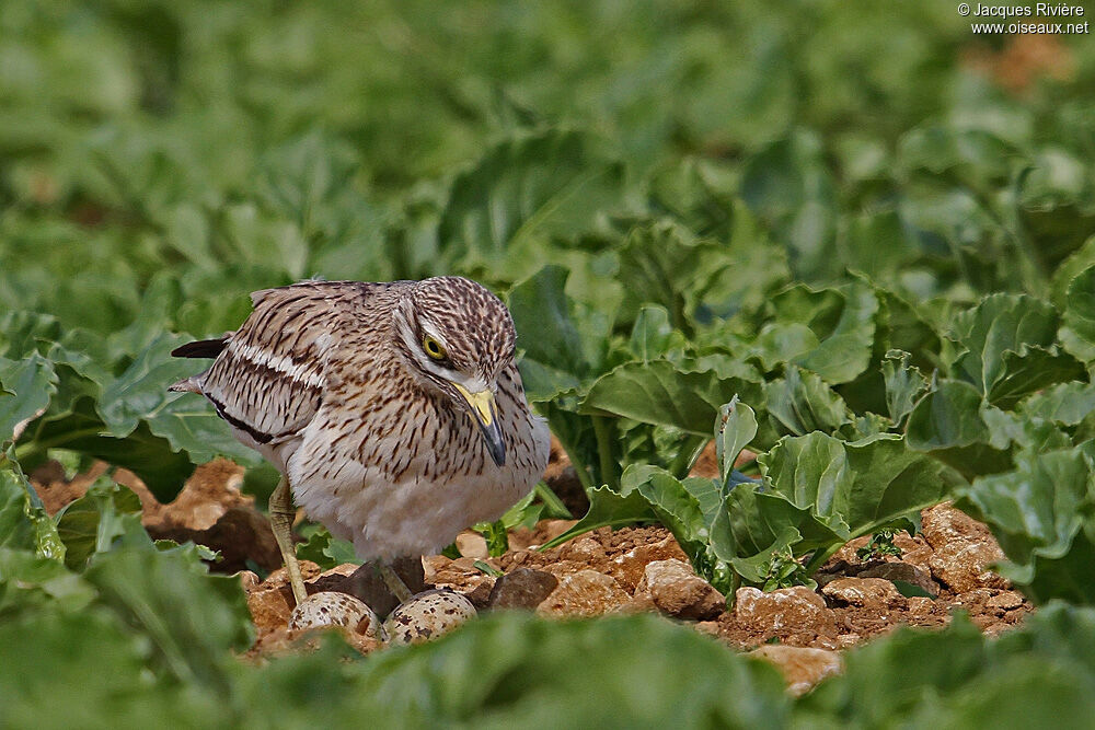 Eurasian Stone-curlewadult breeding, Reproduction-nesting