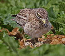 Eurasian Stone-curlew