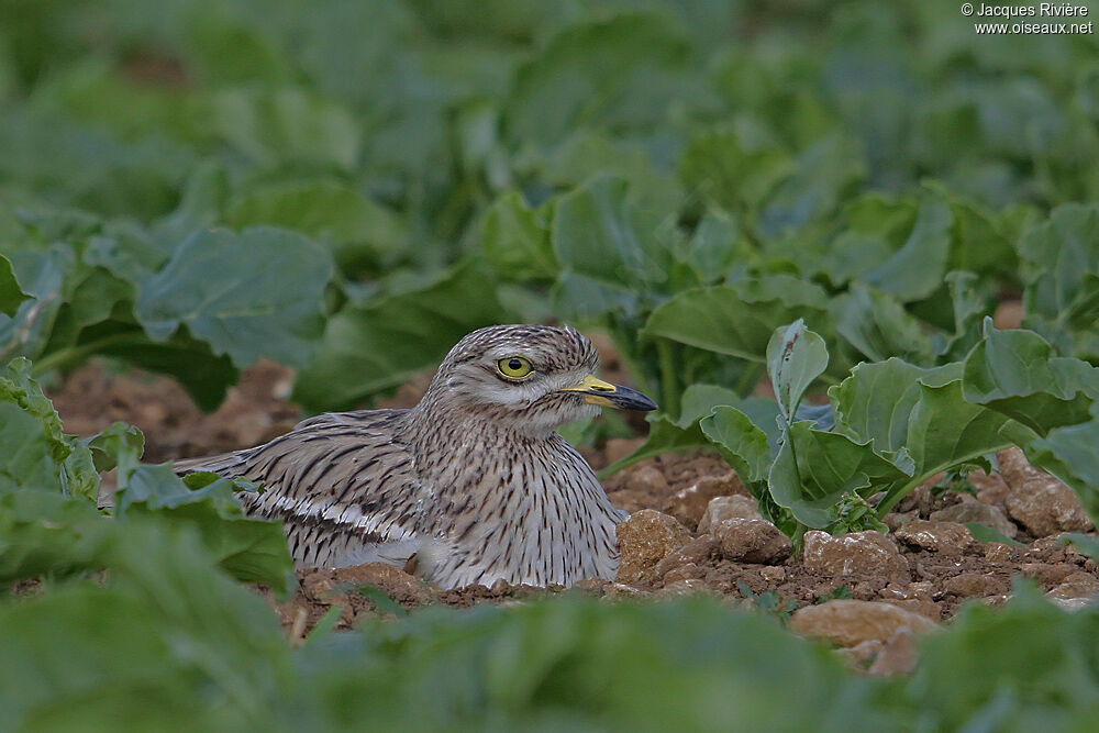 Eurasian Stone-curlewadult breeding, Reproduction-nesting