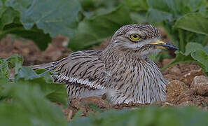 Eurasian Stone-curlew