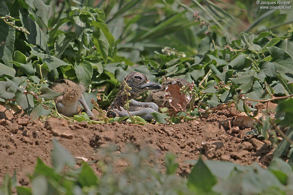 Eurasian Stone-curlewjuvenile, Reproduction-nesting