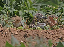 Eurasian Stone-curlew