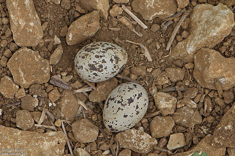 Eurasian Stone-curlew, Reproduction-nesting