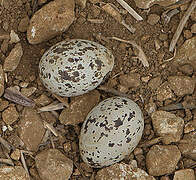 Eurasian Stone-curlew