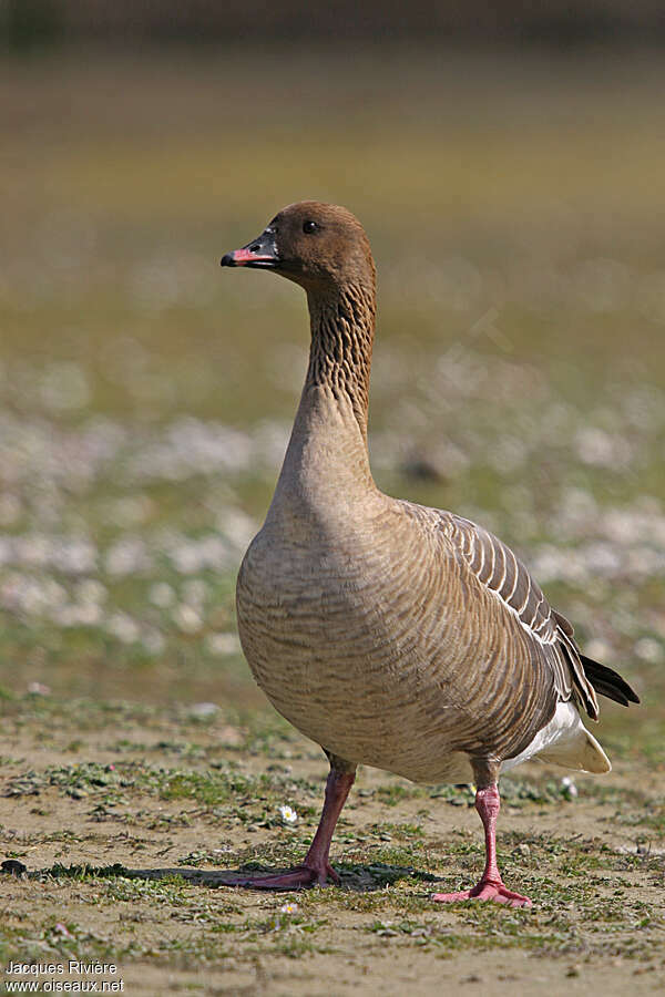 Pink-footed Gooseadult breeding, identification