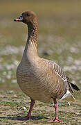 Pink-footed Goose