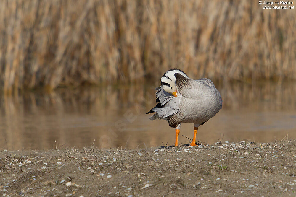 Bar-headed Gooseadult breeding