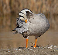 Bar-headed Goose