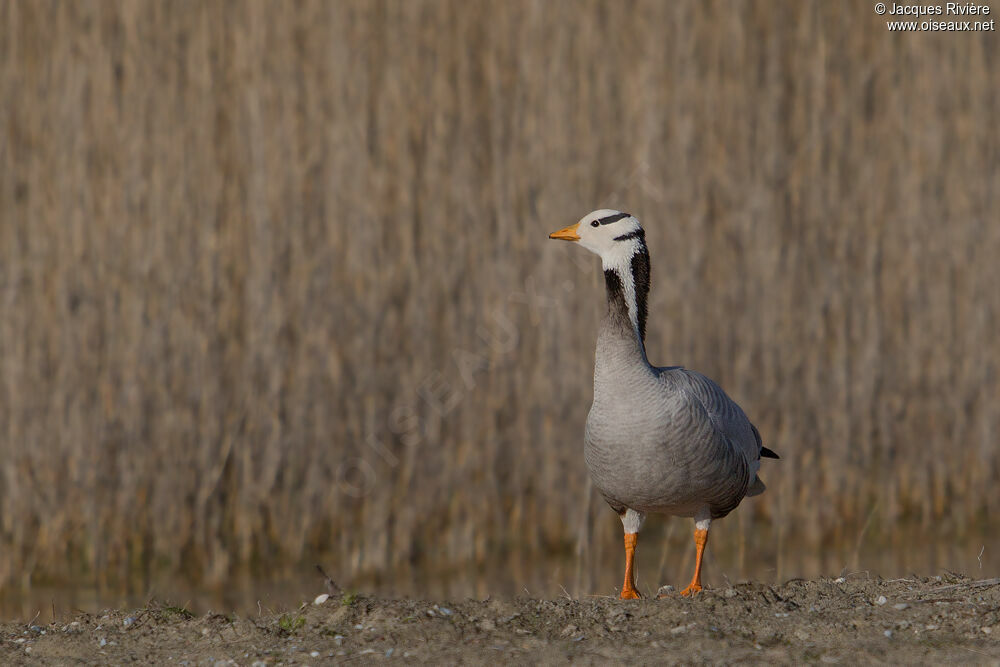 Bar-headed Gooseadult breeding