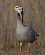 Bar-headed Goose