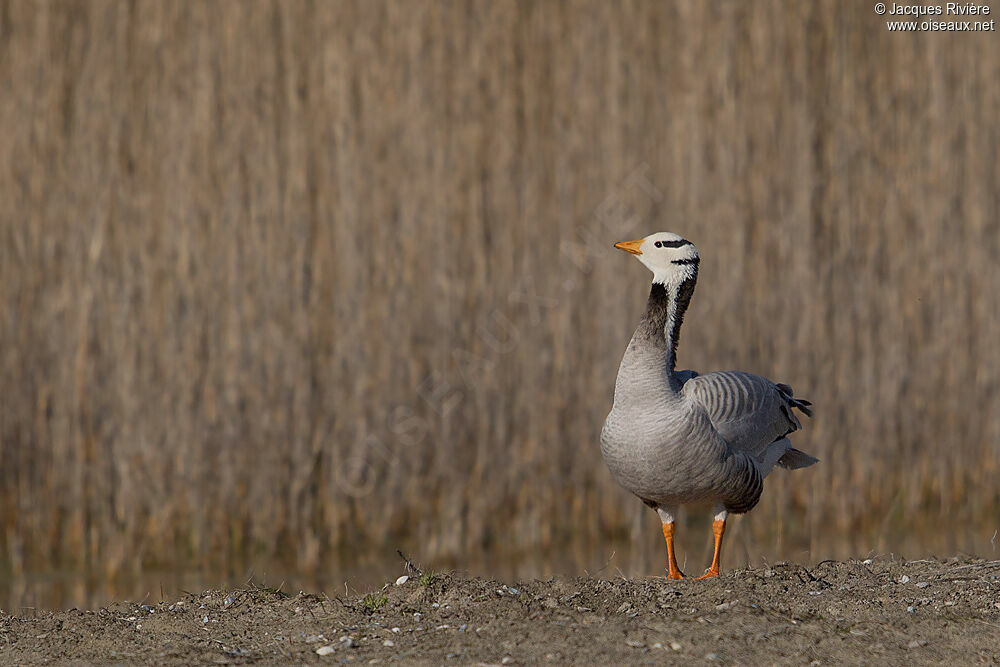 Bar-headed Gooseadult breeding