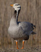 Bar-headed Goose