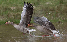 Greylag Goose