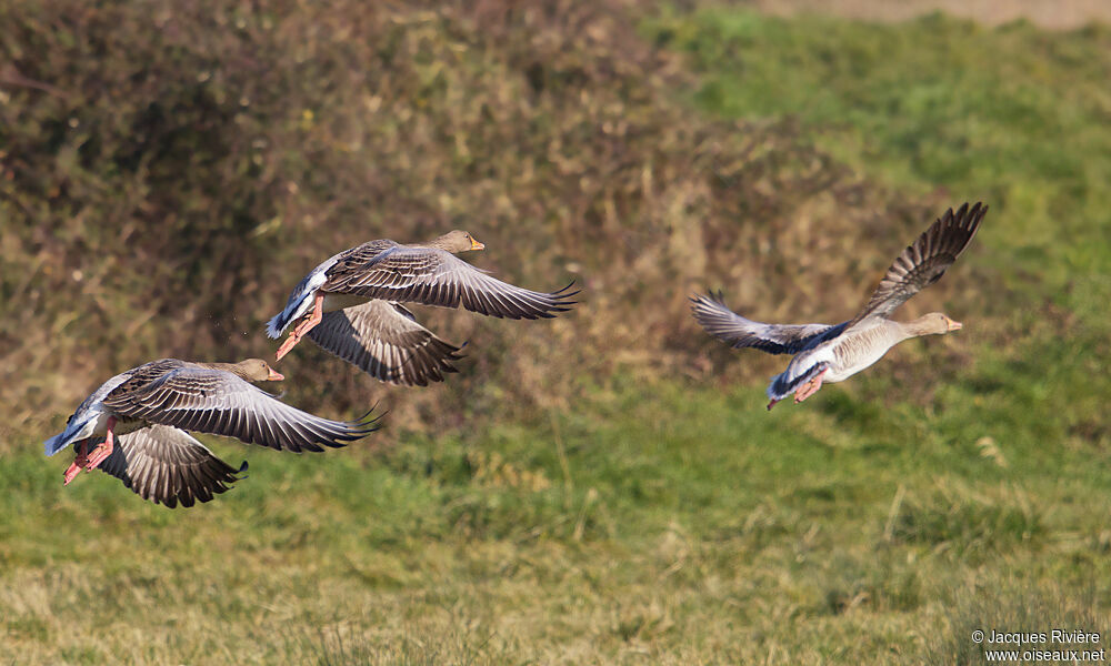 Greylag Gooseadult breeding, Flight