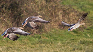 Greylag Goose