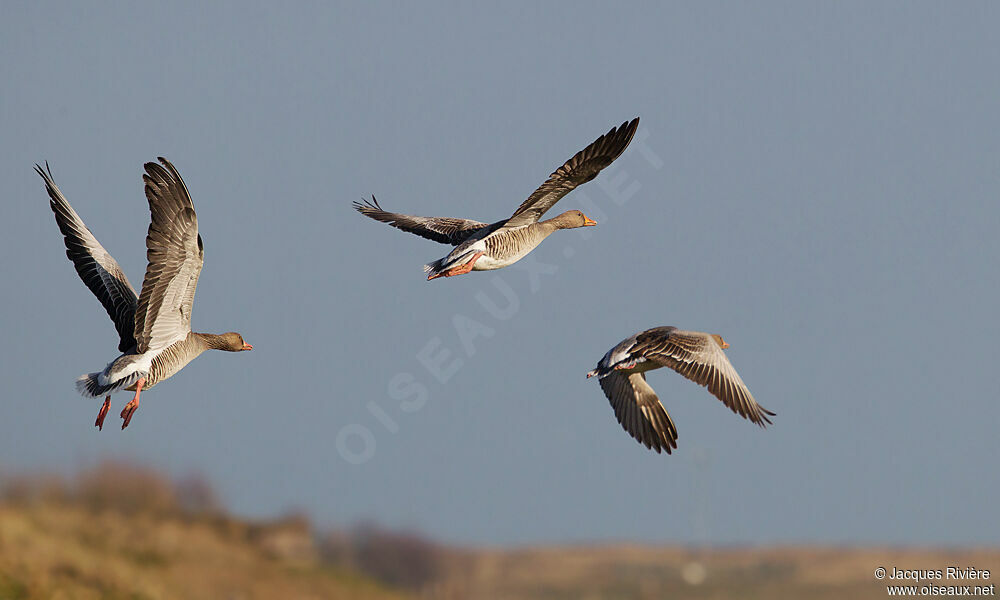 Greylag Gooseadult breeding, Flight