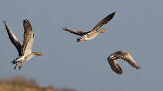 Greylag Goose