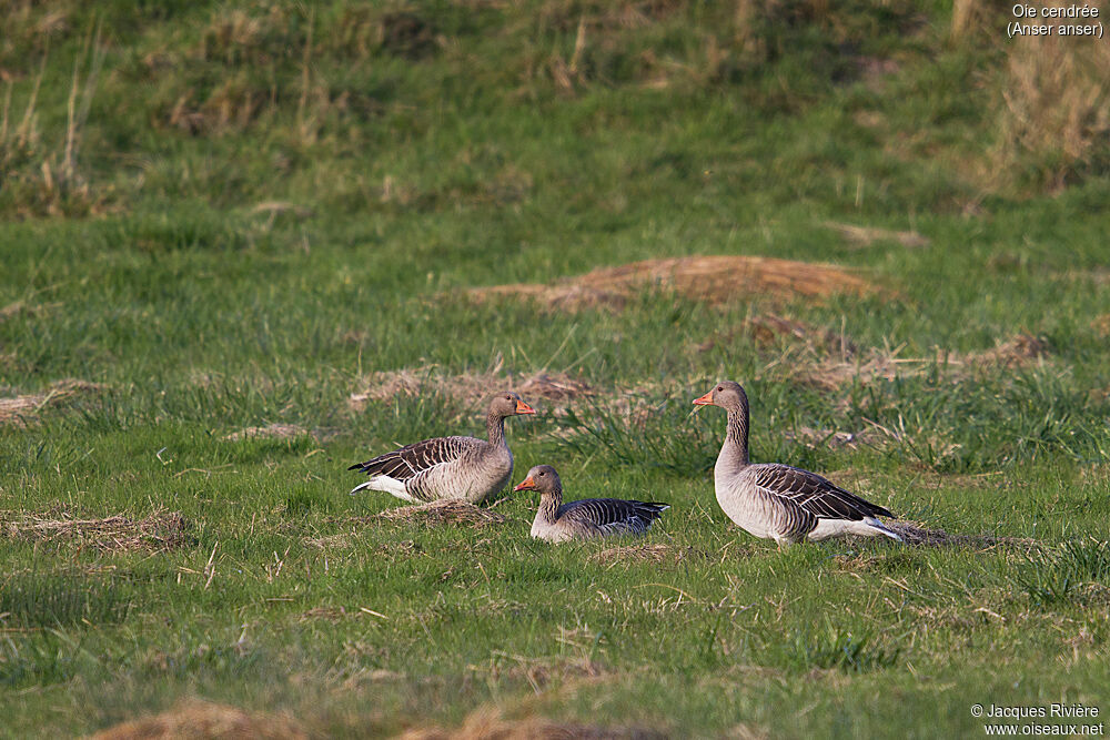 Greylag Gooseadult post breeding, identification, walking