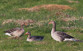 Greylag Goose