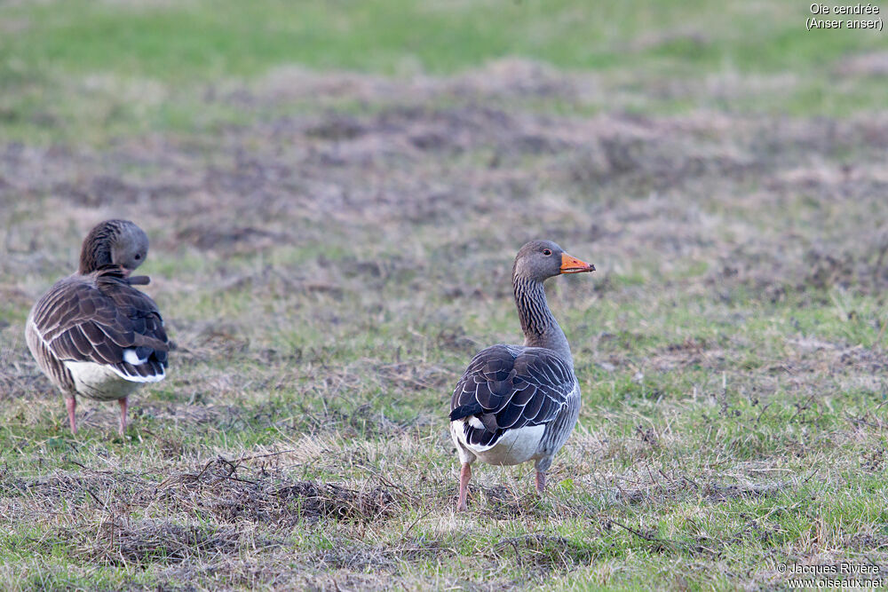 Greylag Gooseadult post breeding, identification, walking