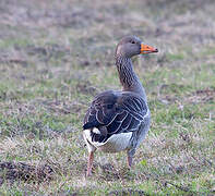 Greylag Goose