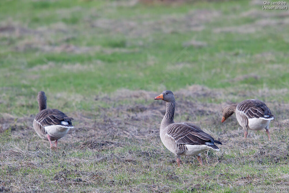 Greylag Gooseadult post breeding, identification, walking