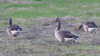 Greylag Goose