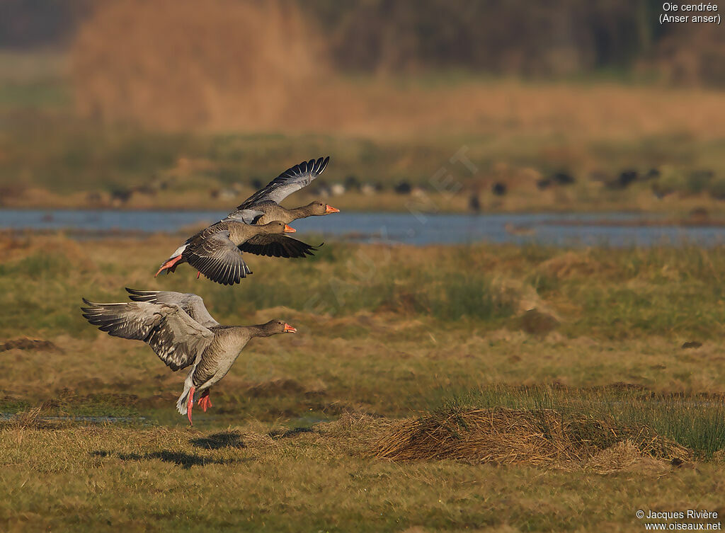 Greylag Gooseadult breeding, Flight