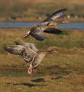 Greylag Goose