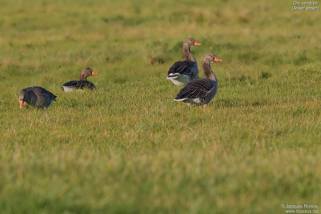 Greylag Gooseadult, identification, walking