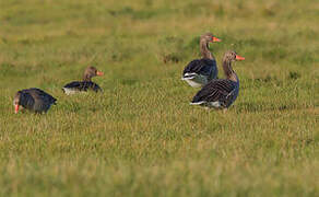 Greylag Goose