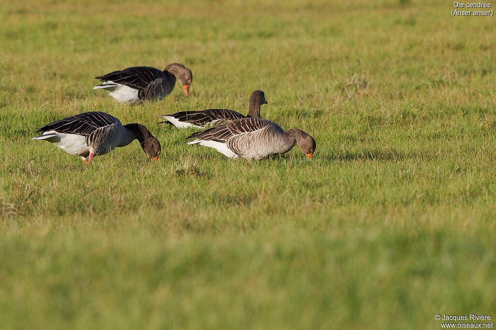 Greylag Gooseadult, eats