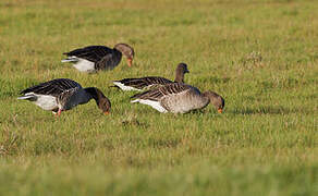 Greylag Goose