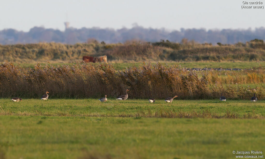 Oie cendréeadulte, habitat, marche