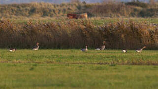 Greylag Goose