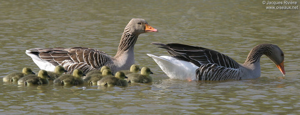 Greylag Goose adult breeding, Reproduction-nesting