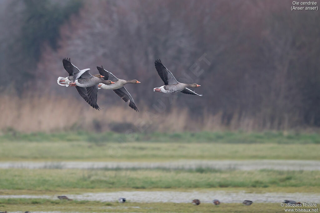 Greylag Goose, Flight