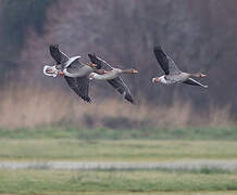 Greylag Goose