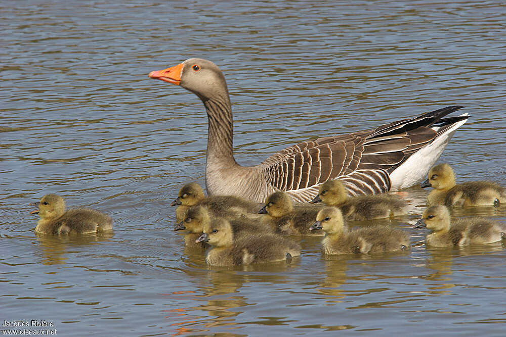 Greylag Goose, Reproduction-nesting