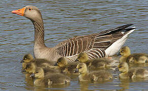 Greylag Goose