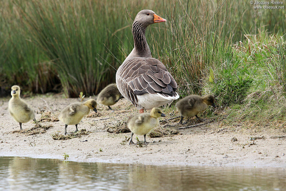 Greylag Gooseadult breeding