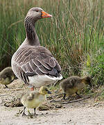 Greylag Goose