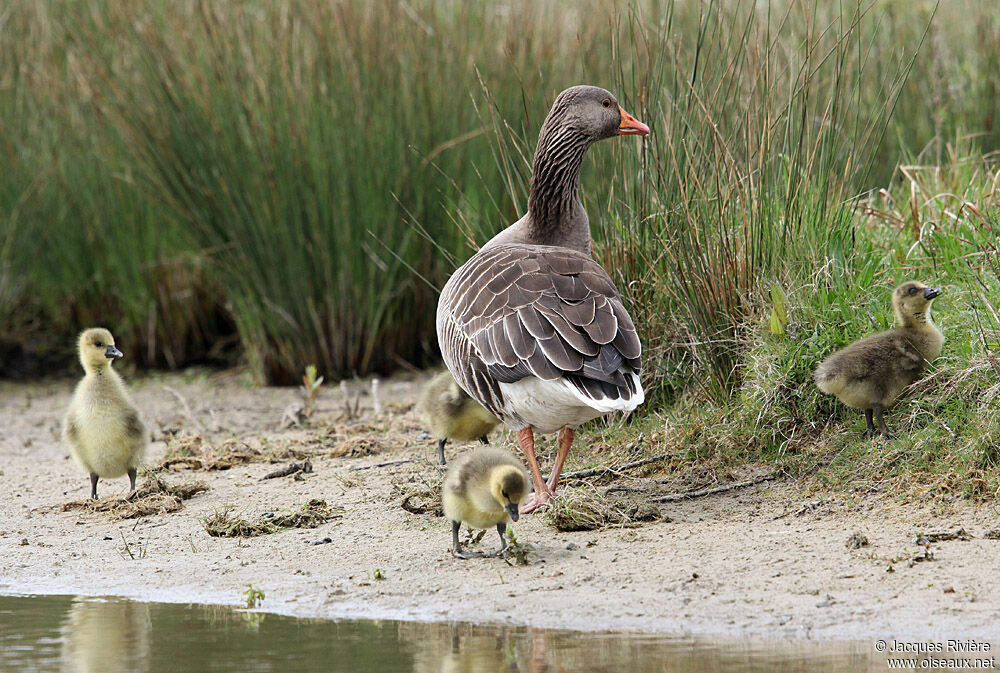 Greylag Goose male adult breeding, Reproduction-nesting