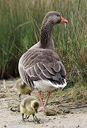 Greylag Goose