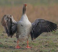 Greylag Goose