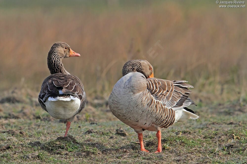 Greylag Goose adult breeding