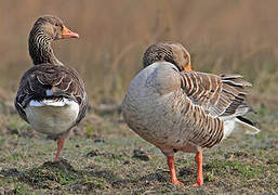 Greylag Goose